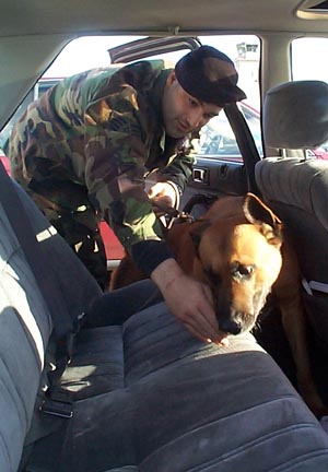 A man in a military uniform has a dog on a leash.  The dog is inside the back of a vehicle and sniffing at the seat.