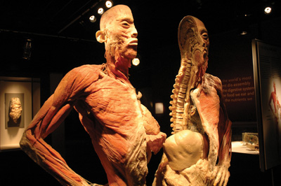 A human body has had its skin removed to show only the muscle.  It has been split in half to reveal the organs inside.