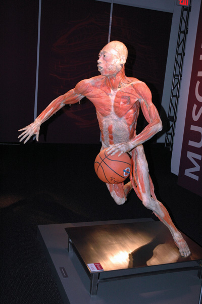 A human body has had the skin removed so only the muscles are visibly.  The body is posed on one foot and with a basketball. 