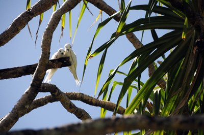 Two white birds sit on a branch amidst the leaves of a palm tree.