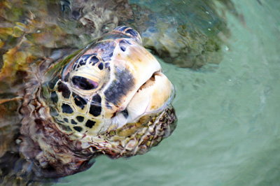 A sea turtle's head pops out of the water.