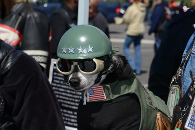 A tiny dog wears a vest, protective goggles and a military-style helmet that has four stars on it.